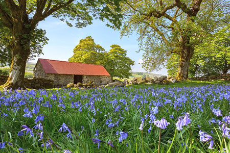 Stunning bluebells at Emsworthy Barn, Dartmoor